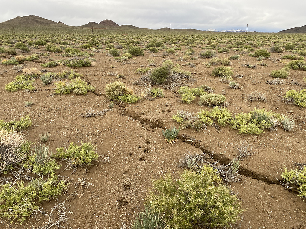 Surface rupture from the Monte Cristo Range Earthquake