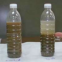 Dirty Water Student experiment control and test bottles inverted 5 times and at time zero first observation