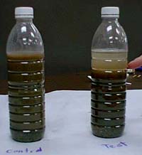 Dirty Water Student experiment control and test bottles at time 60 seconds third observation